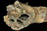 Pleistocene Aged Fossil Bison Skull Section with Horn - Kansas #150448-3